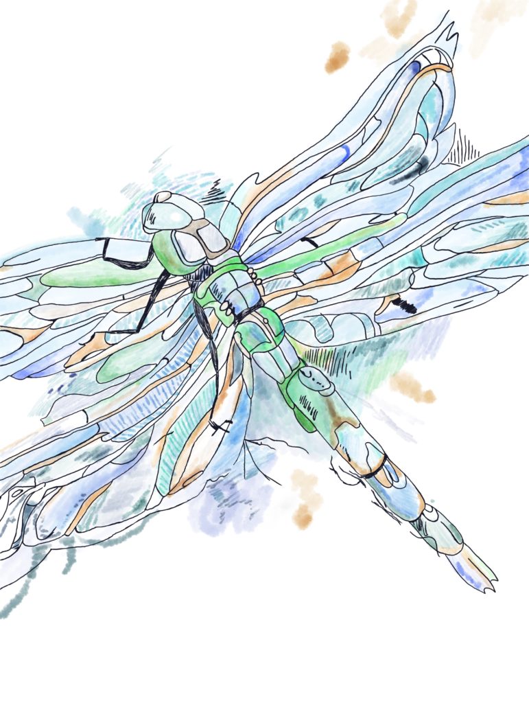 Dragonfly_1