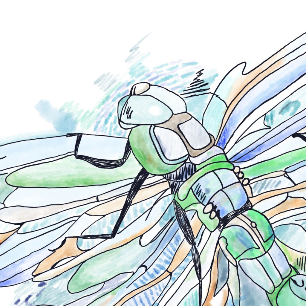 Dragonfly Illustration 